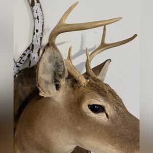 Rustic Deer Antler Wall Decor